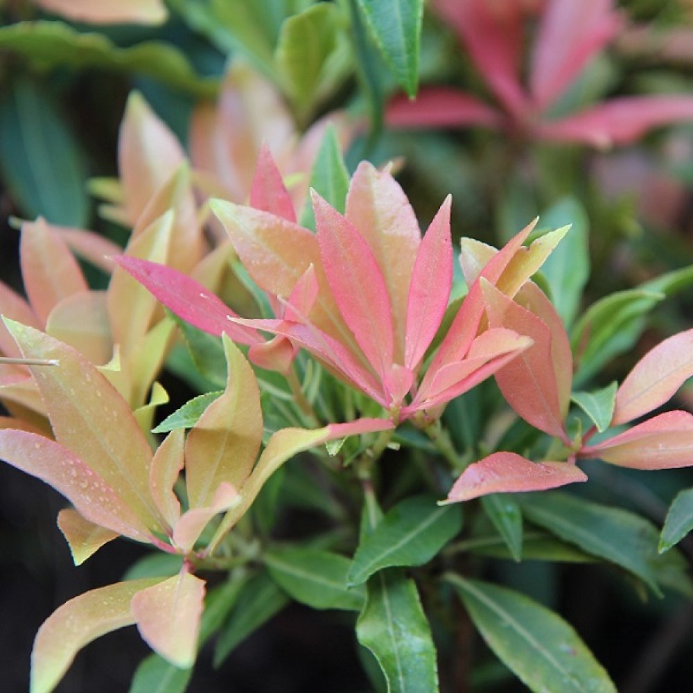 Pieris japonský ´SCARLETT O´HARA´ (29°C) zahradnici.sk